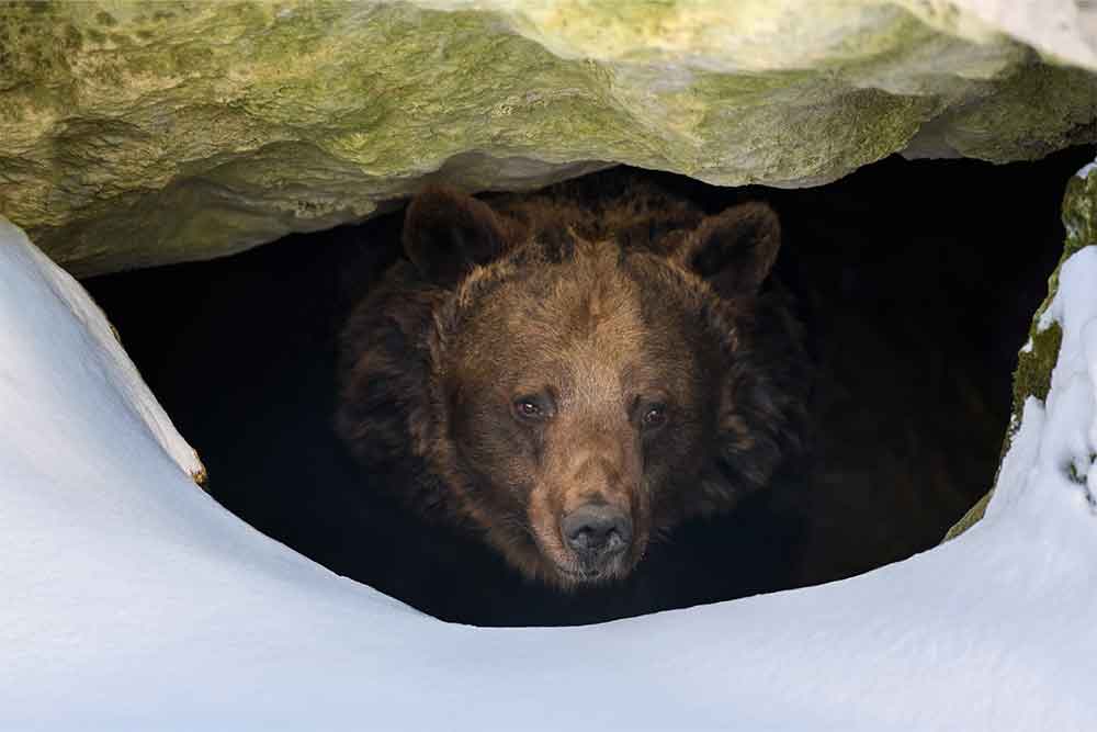 حان وقت السّبات الشتوي لروّاد الأعمال (Hibernation)